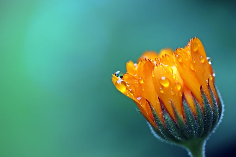 Plant Care