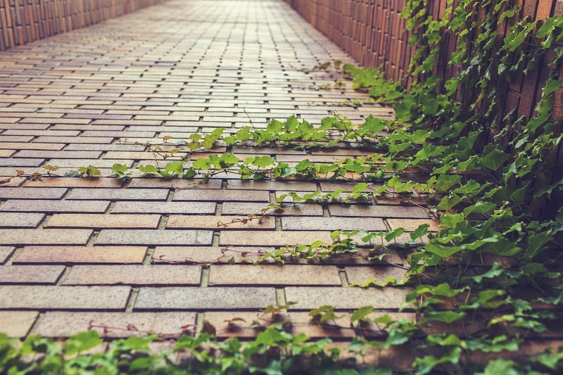 Trellises and Ladders