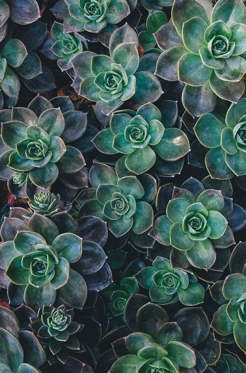 Echeveria Chroma